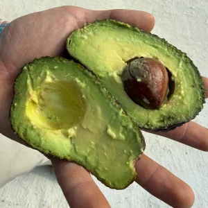 Aguacate Hass