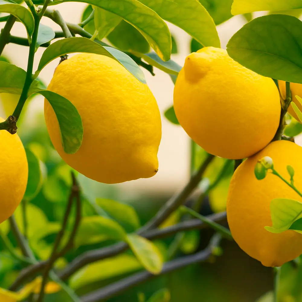 Limón